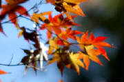 emdr_los_angeles_bernie_soon_autumn_leaves.jpg