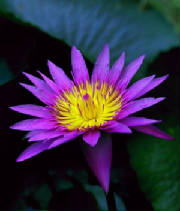 emdr_los_angeles_bernie_soon_lotus_deep_purple.jpg