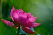 emdr_los_angeles_bernie_soon_lotus_pink_deep_side.