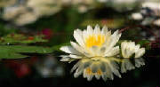 emdr_los_angeles_bernie_soon_lotus_white_on_water.