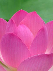 emdr_los_angles_bernie_soon_lotus_full_pink.jpg